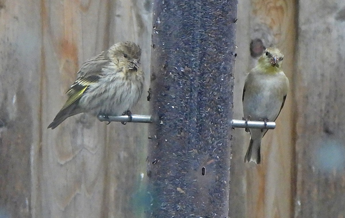 マツノキヒワ - ML652624430