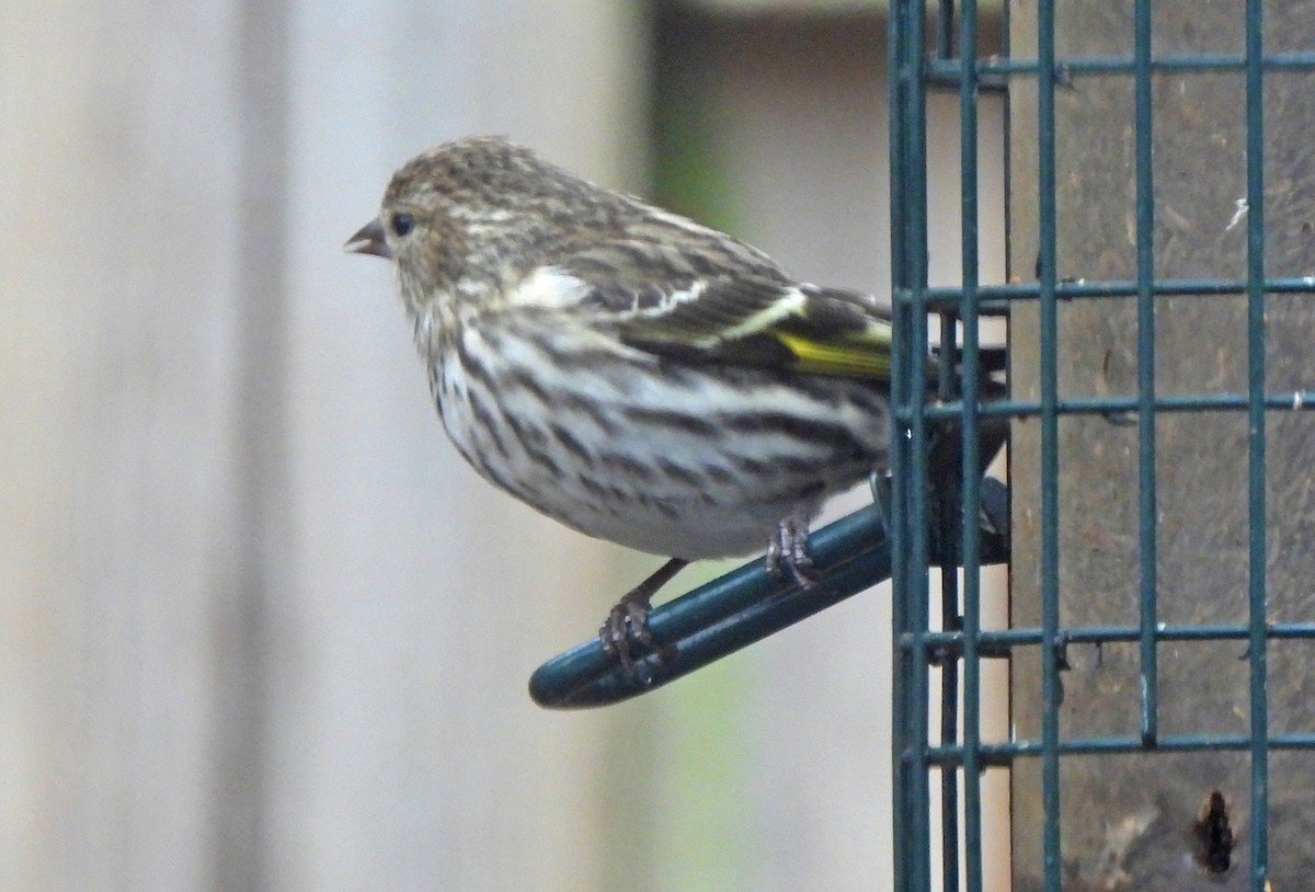 マツノキヒワ - ML652624431