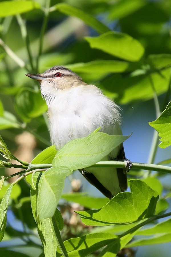 Red-eyed Vireo - ML652624751
