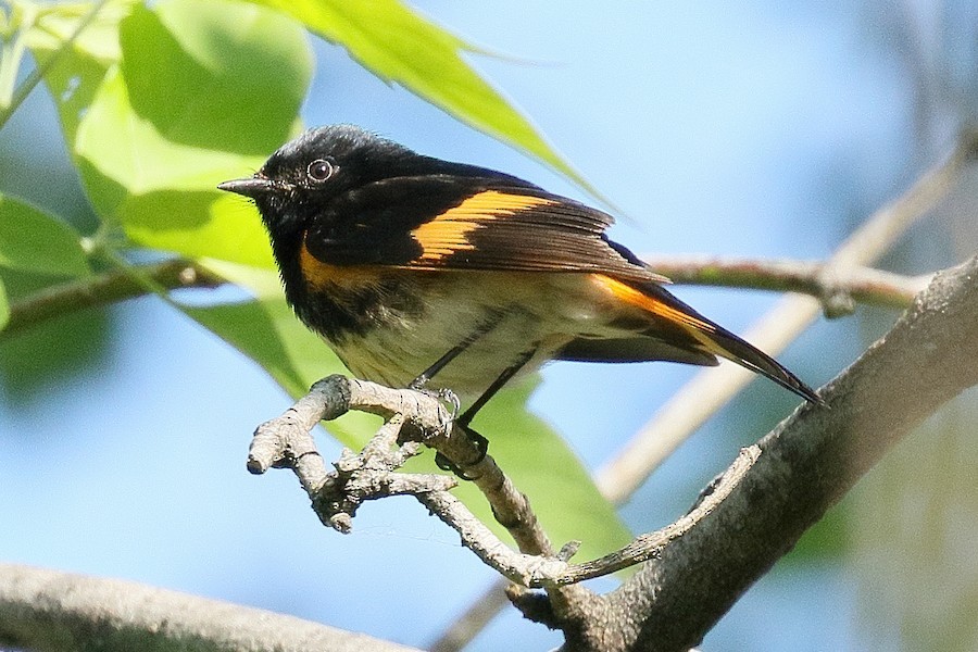 American Redstart - ML652624759