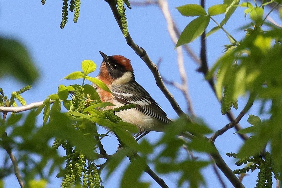Bay-breasted Warbler - ML652624766