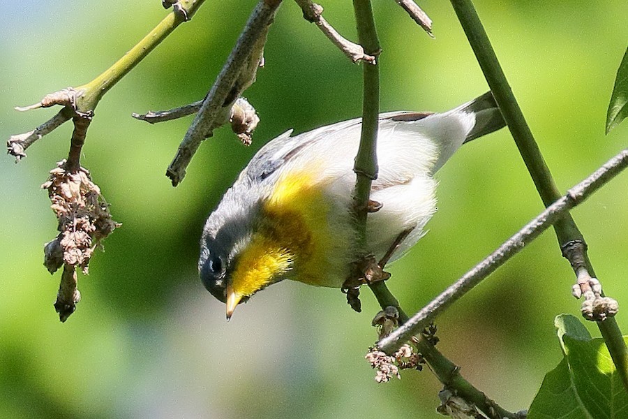 Northern Parula - ML652624771
