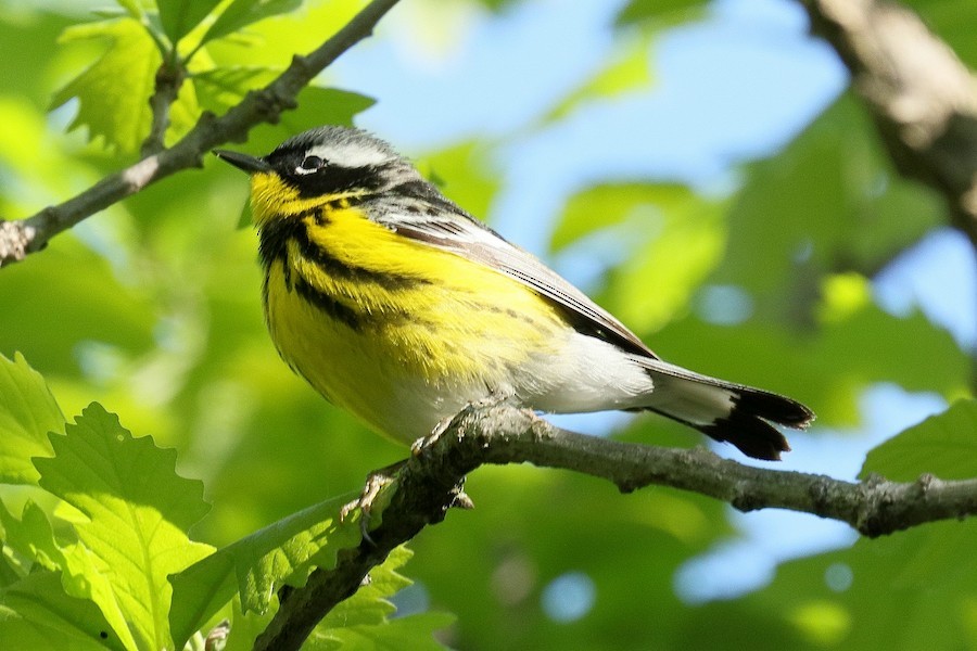 Magnolia Warbler - ML652624796