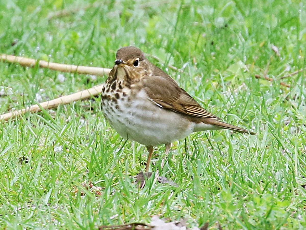 Swainson's Thrush - ML652624977