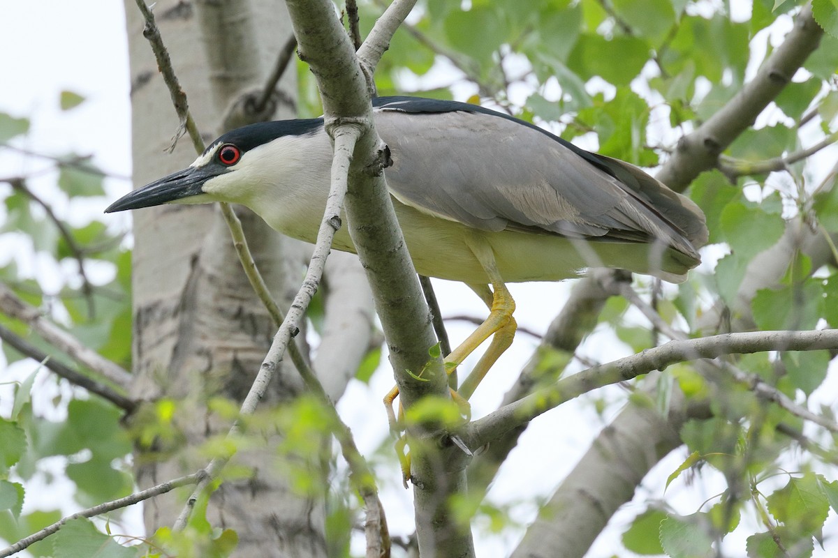 Black-crowned Night Heron - ML652625028