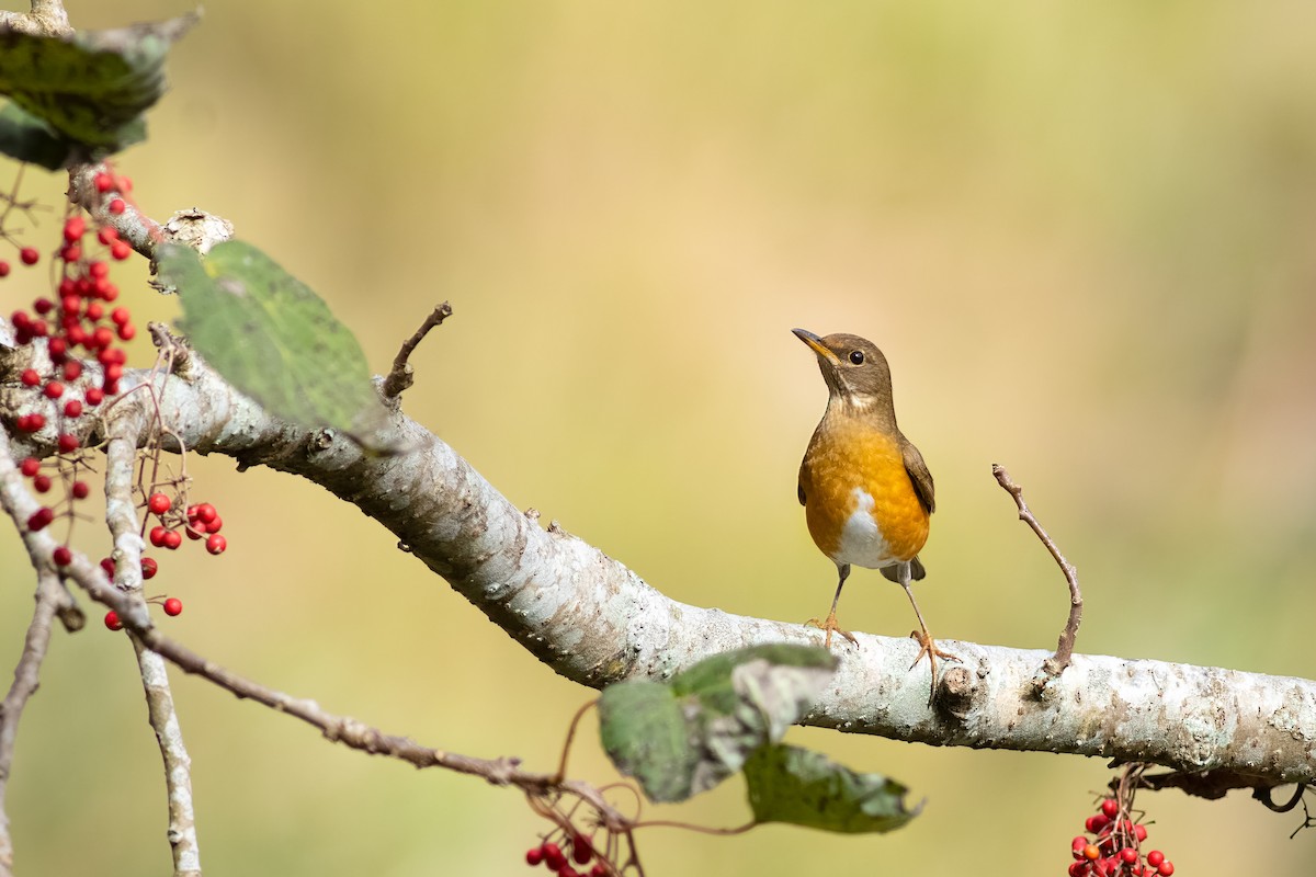 Sakhalin Ardıcı - ML652625155