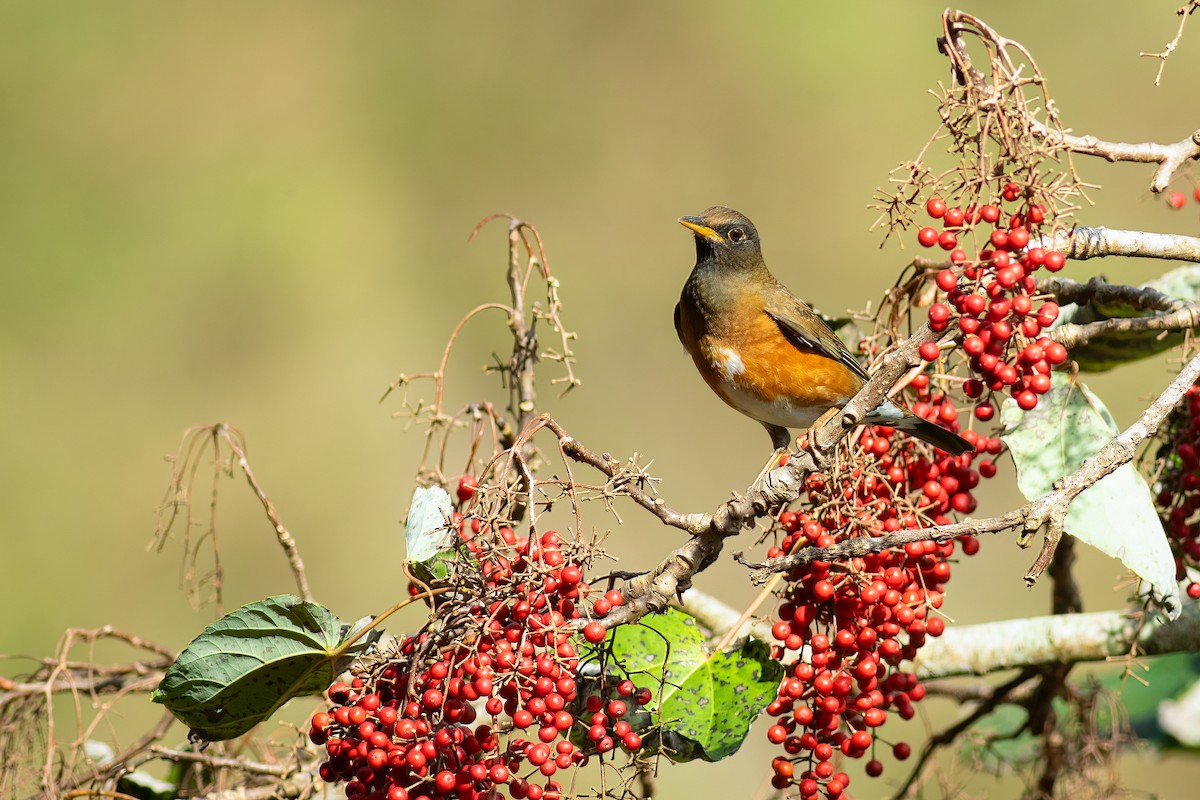 Sakhalin Ardıcı - ML652625210