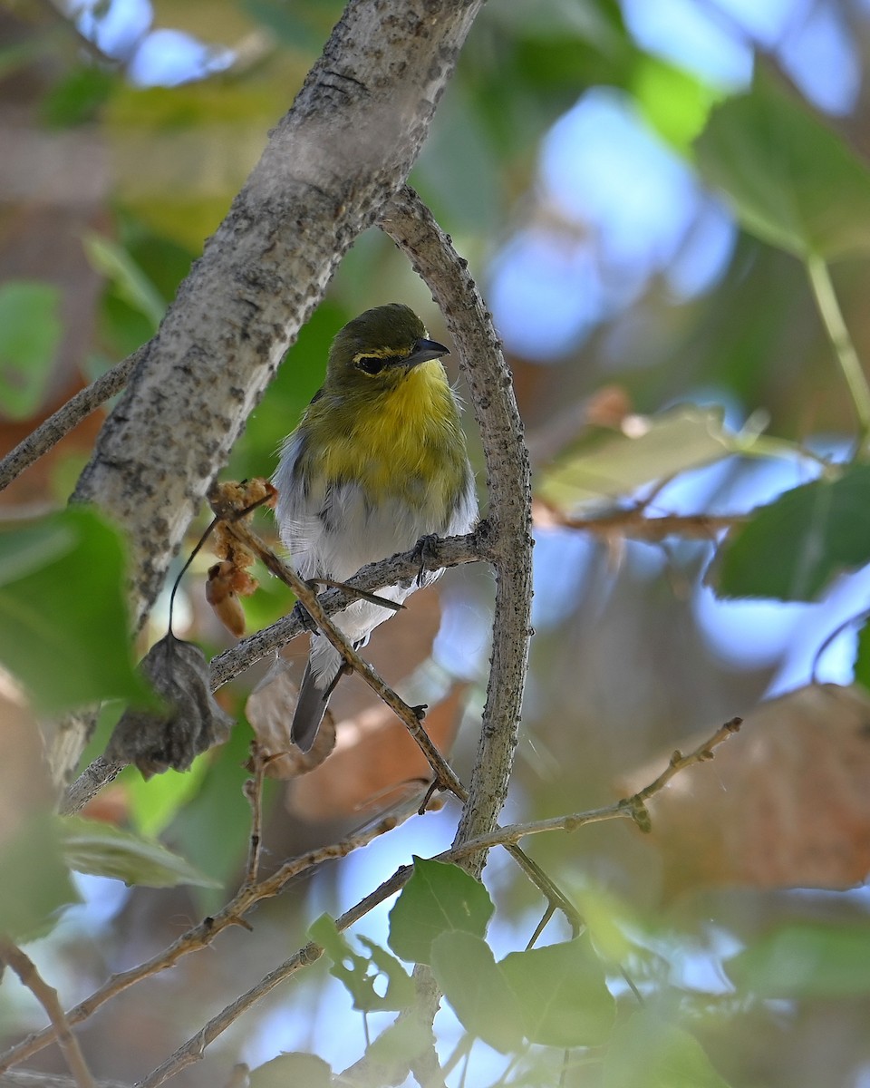 zelenáček žlutoprsý - ML652625313