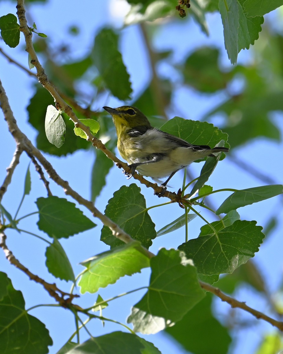 zelenáček žlutoprsý - ML652625351