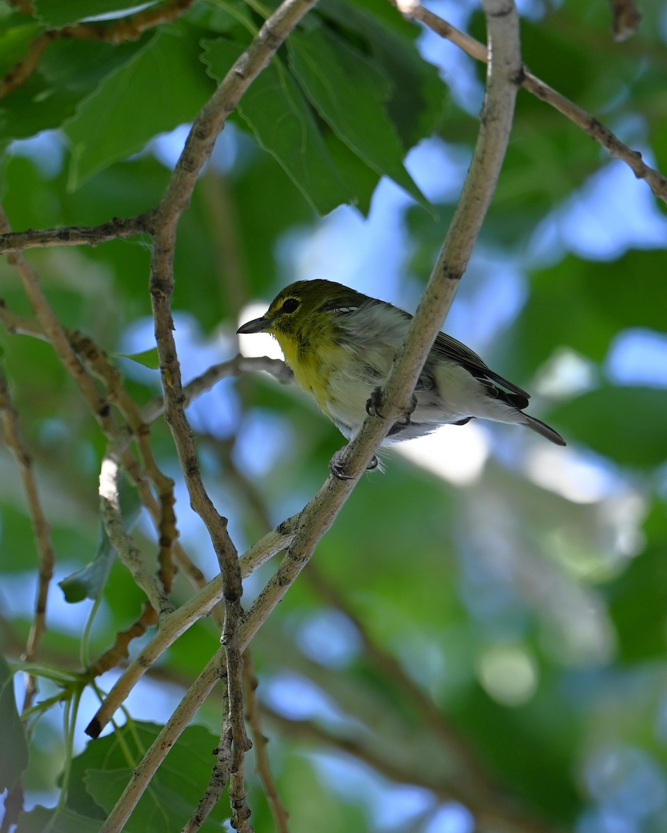 zelenáček žlutoprsý - ML652625387