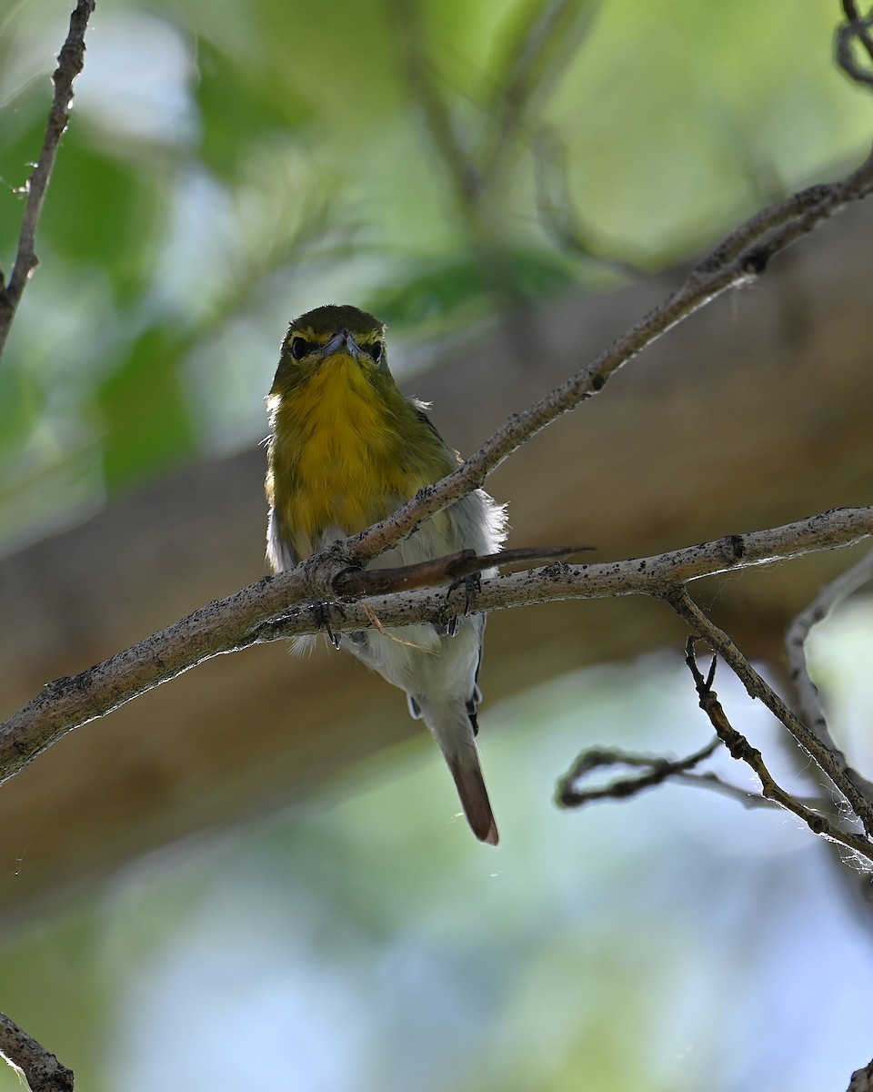 zelenáček žlutoprsý - ML652625434