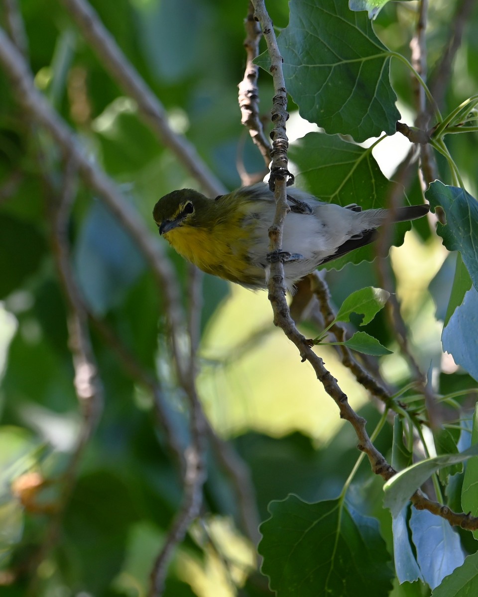 zelenáček žlutoprsý - ML652625487