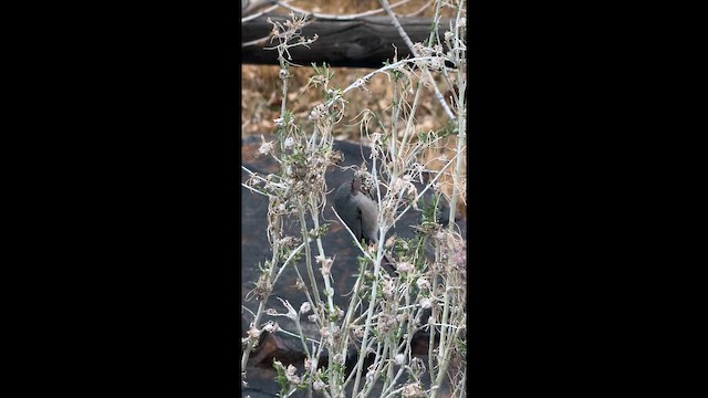 Bushtit - ML652625493