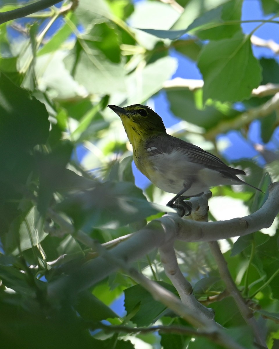 zelenáček žlutoprsý - ML652625523