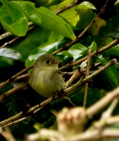 Піві-малюк жовточеревий - ML652626282