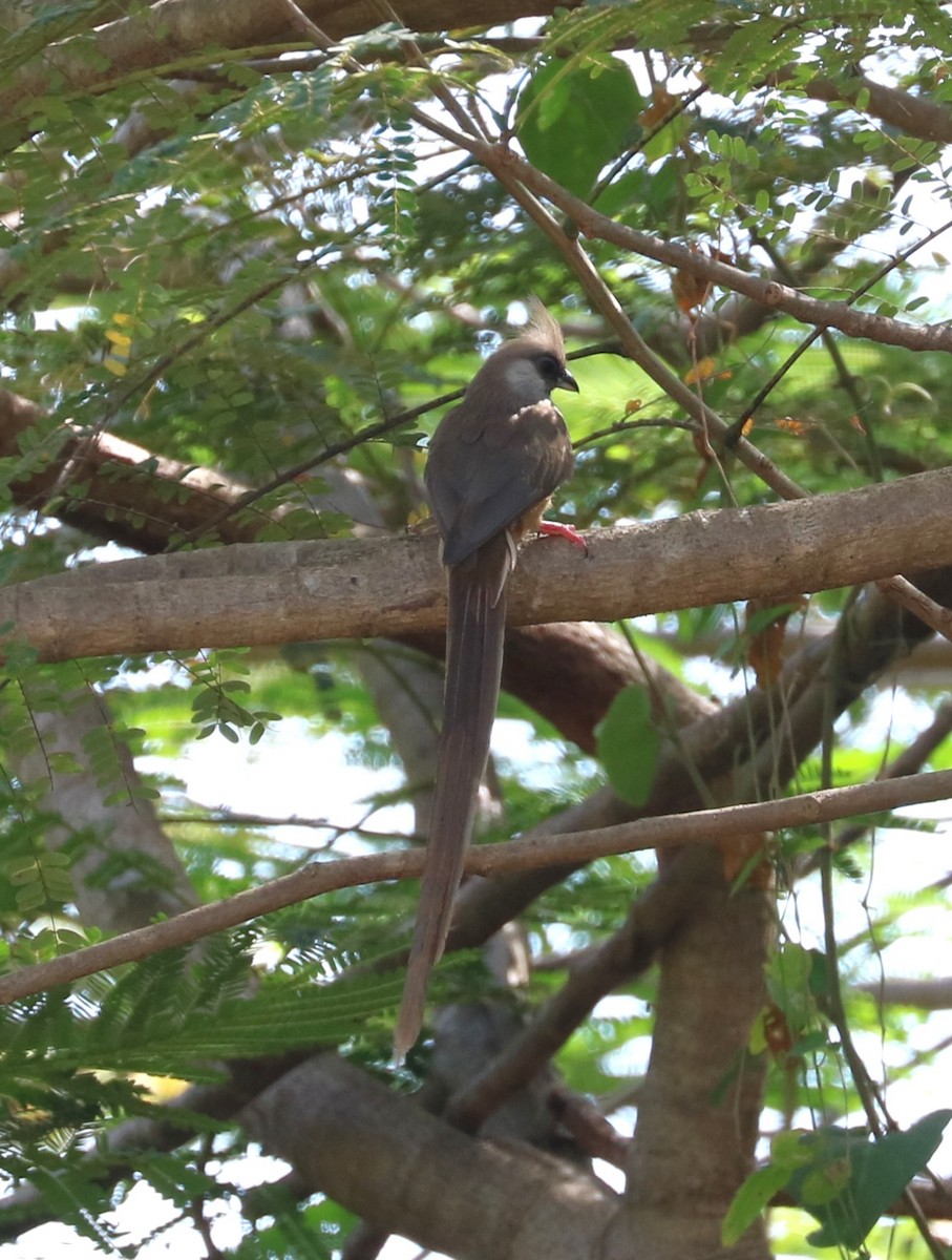 Чепіга бурокрила - ML652626351