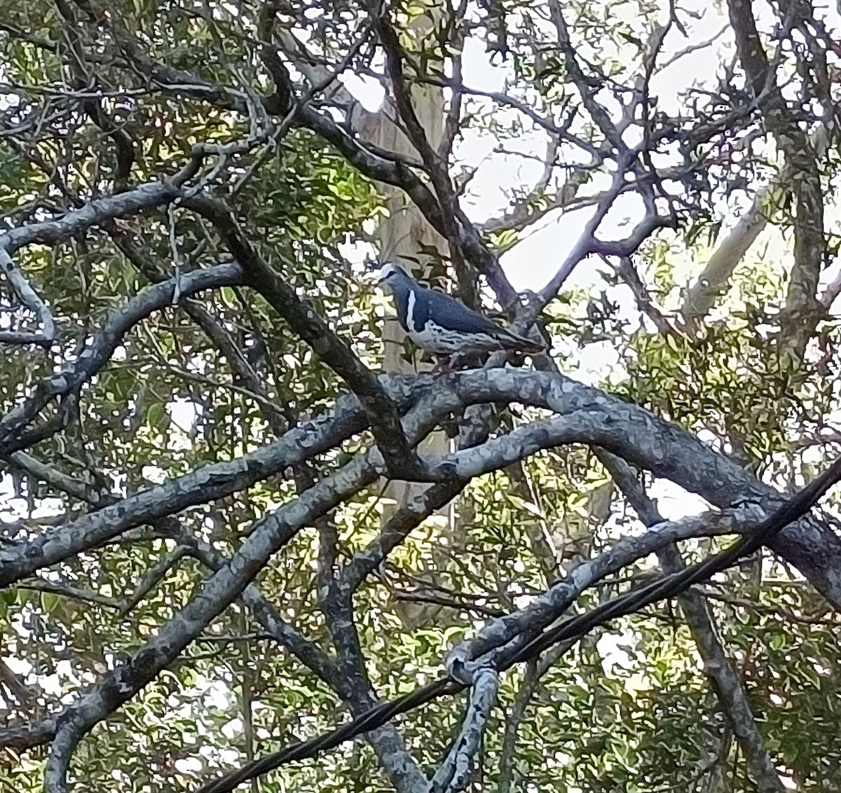 Wongataube - ML652626355