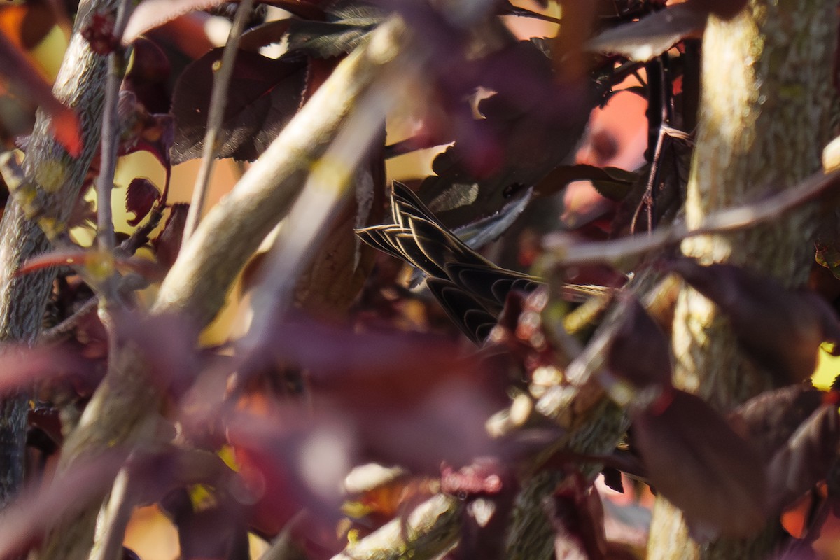 マツノキヒワ - ML652626565