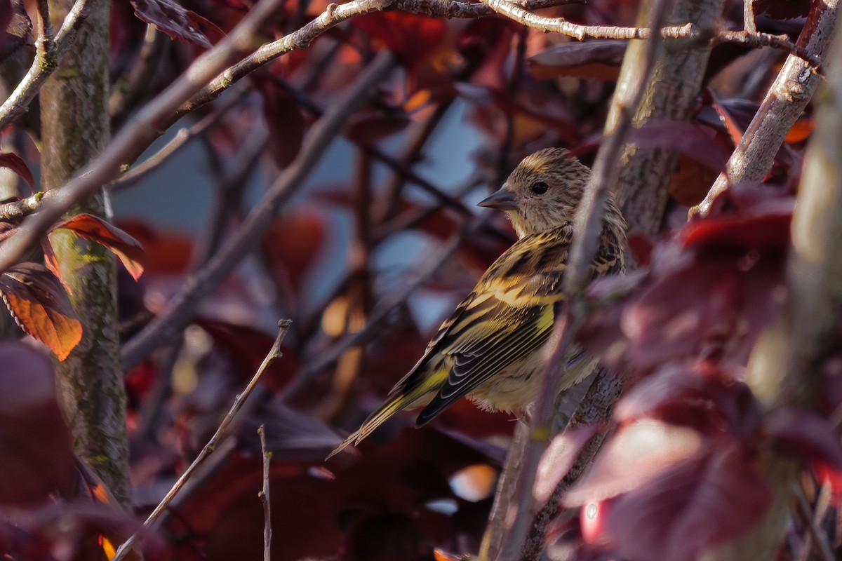 マツノキヒワ - ML652626566