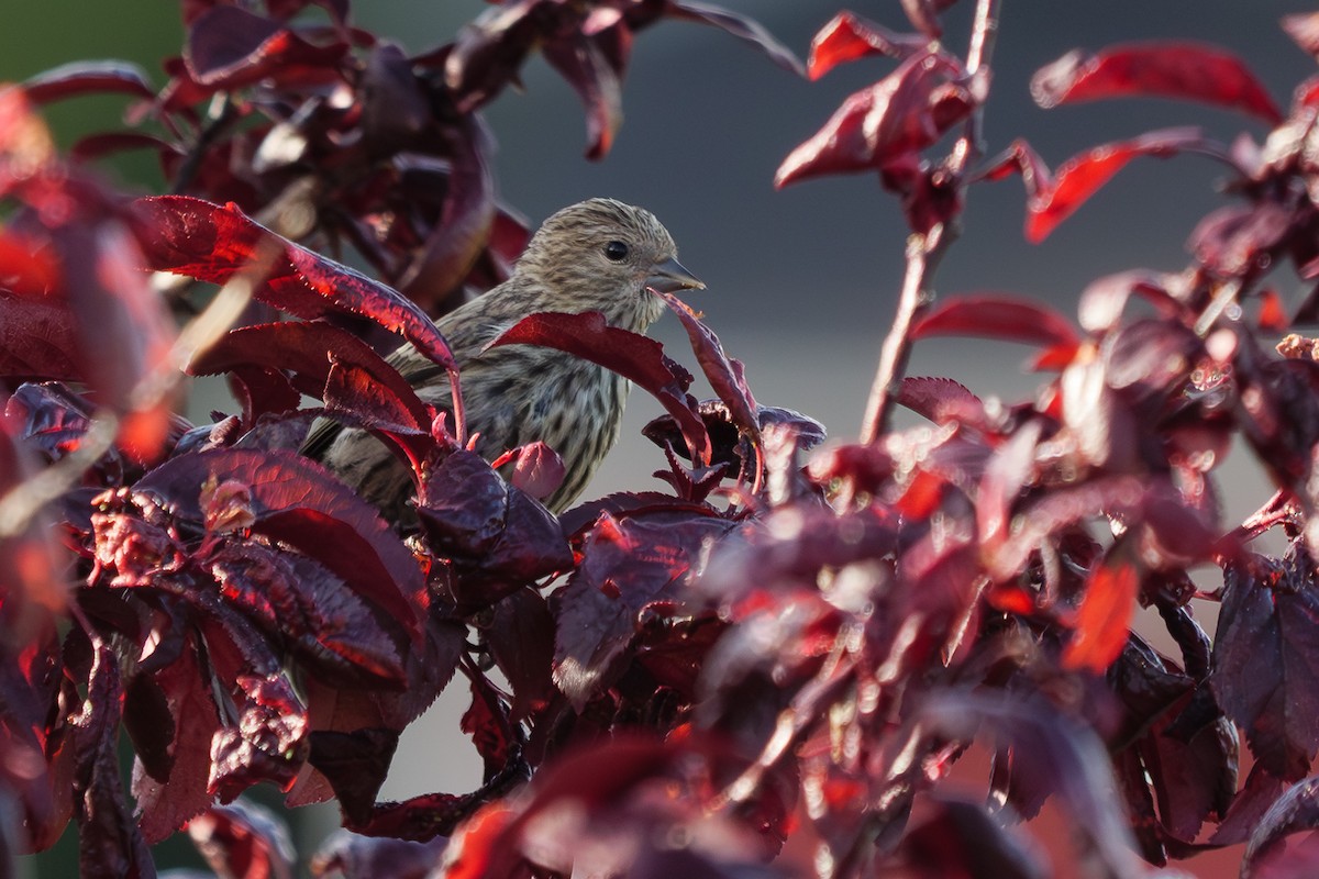 マツノキヒワ - ML652626567