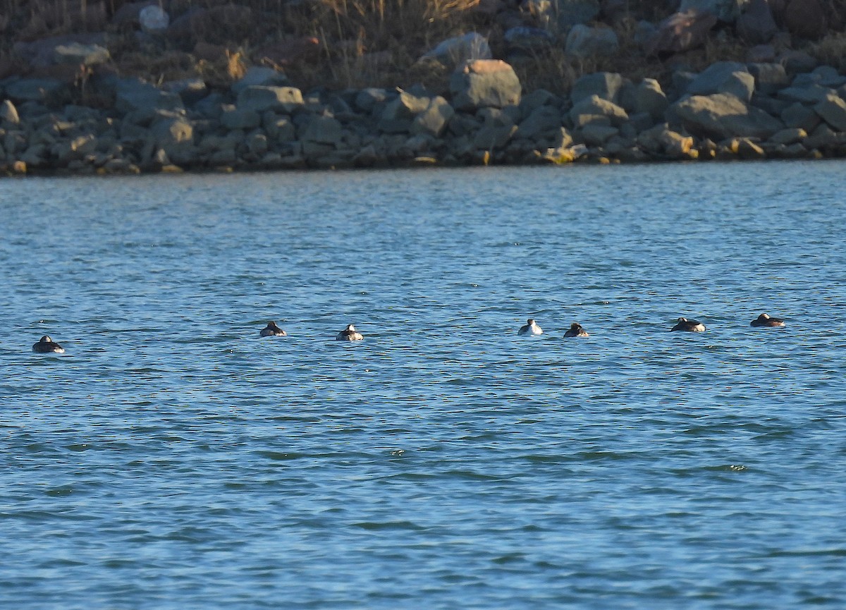 Horned Grebe - ML652626710