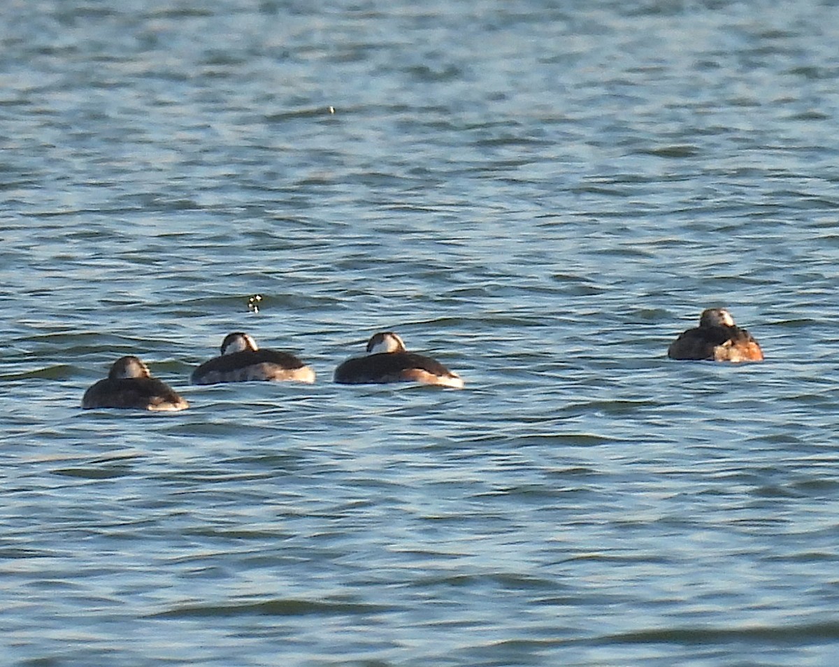 Horned Grebe - ML652626718