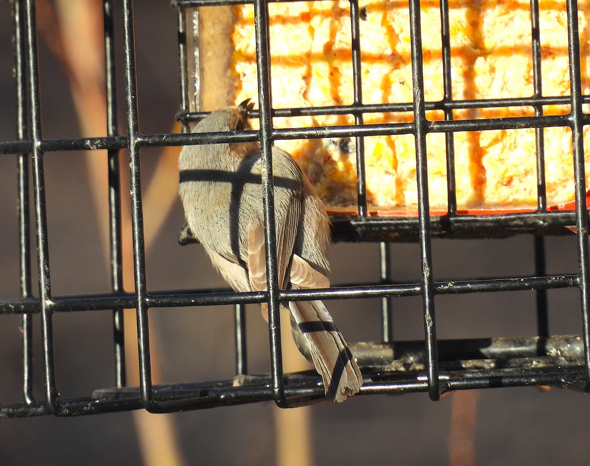 Bushtit - ML652626720