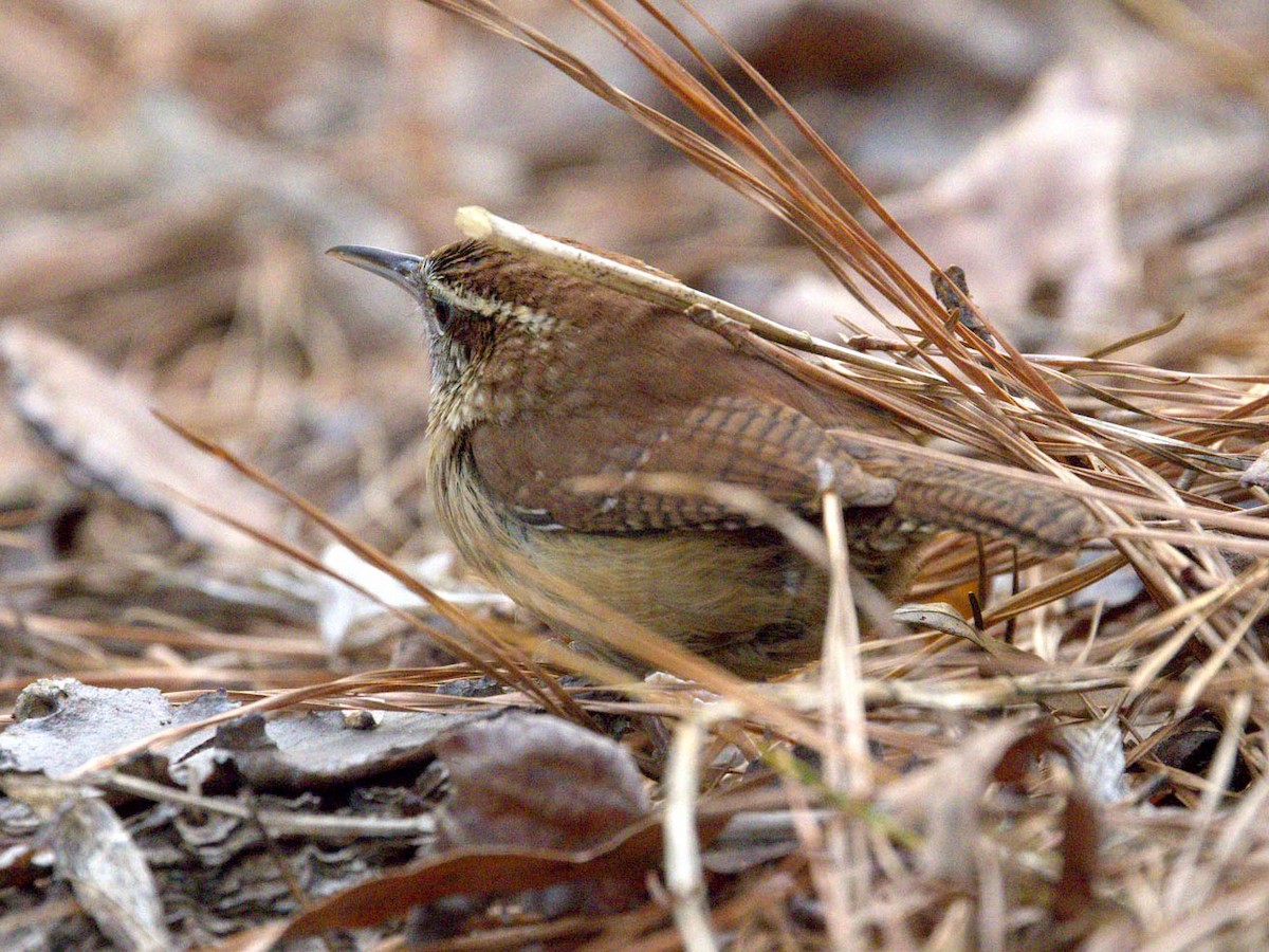 Carolina Wren - ML652626798