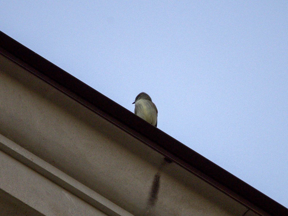 Eastern Phoebe - ML652626860