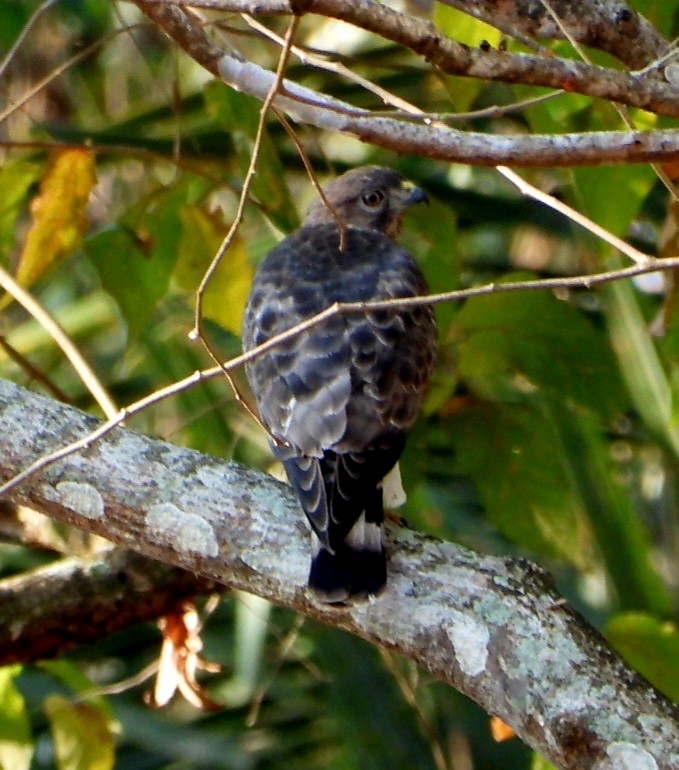 Broad-winged Hawk - ML652627051