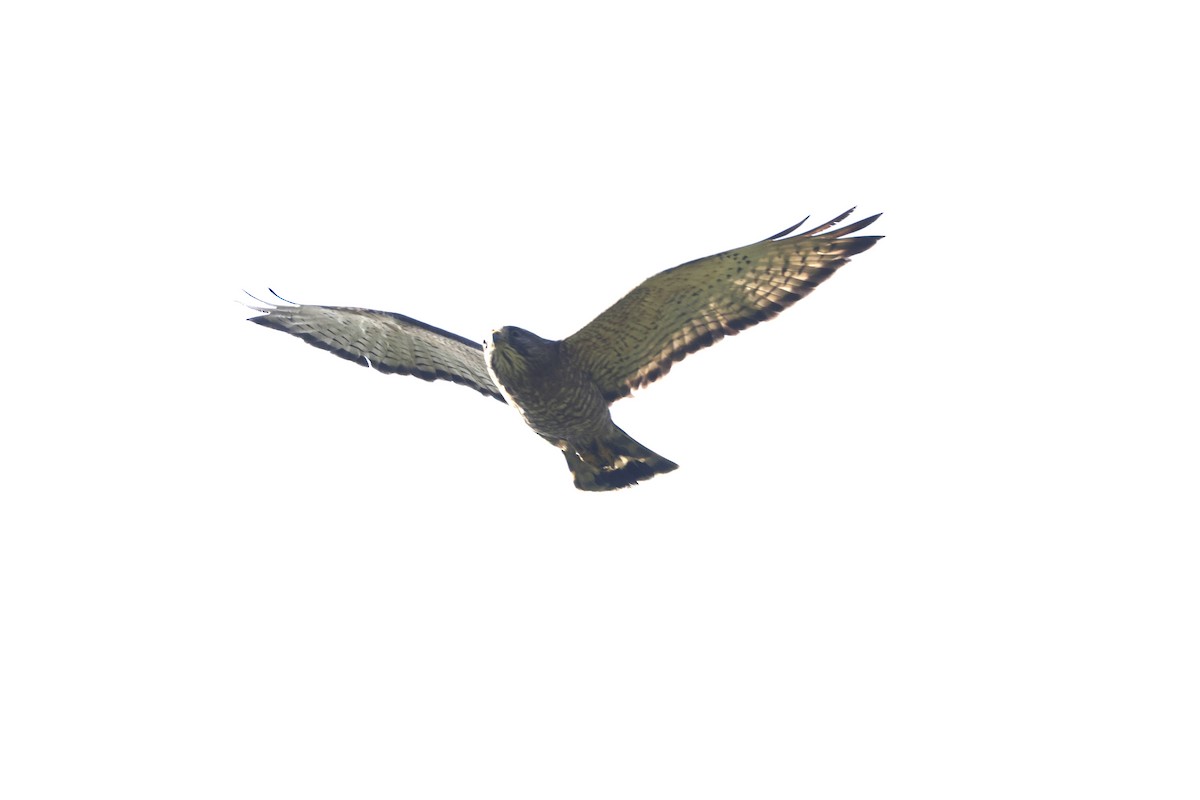 Broad-winged Hawk (Northern) - ML652627119