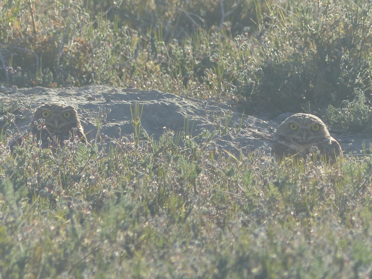 Burrowing Owl - ML652627199