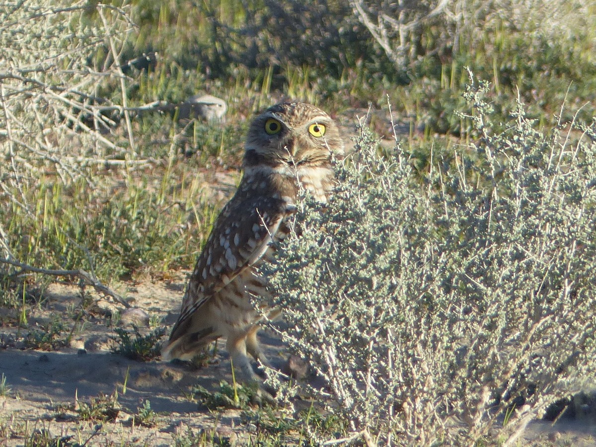 Burrowing Owl - ML652627200