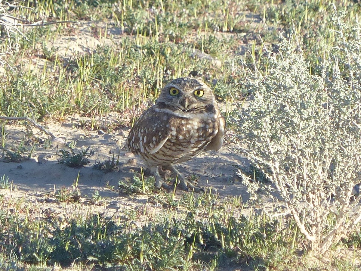 Burrowing Owl - ML652627206