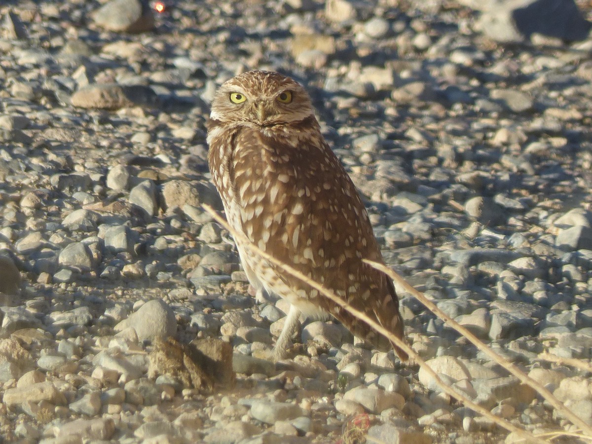 Burrowing Owl - ML652627209