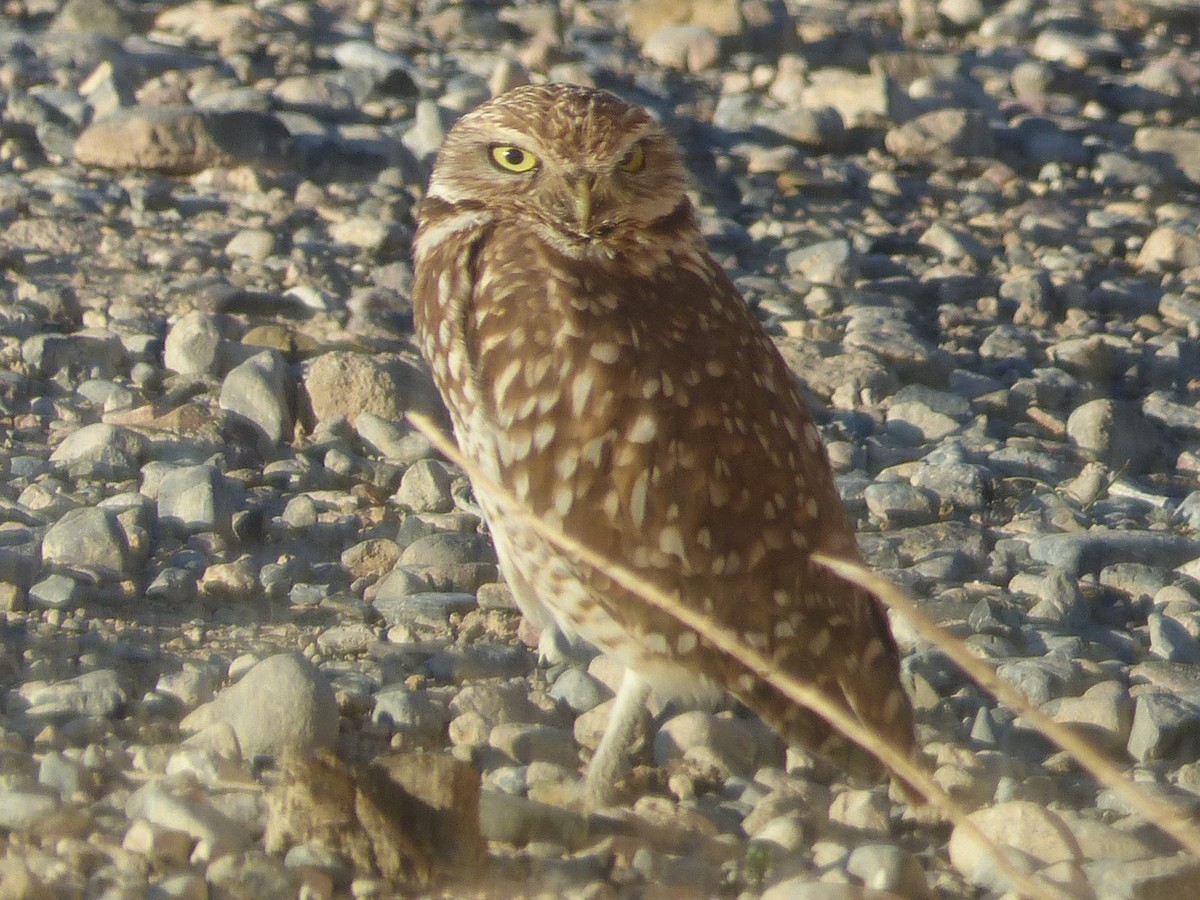 Burrowing Owl - ML652627211