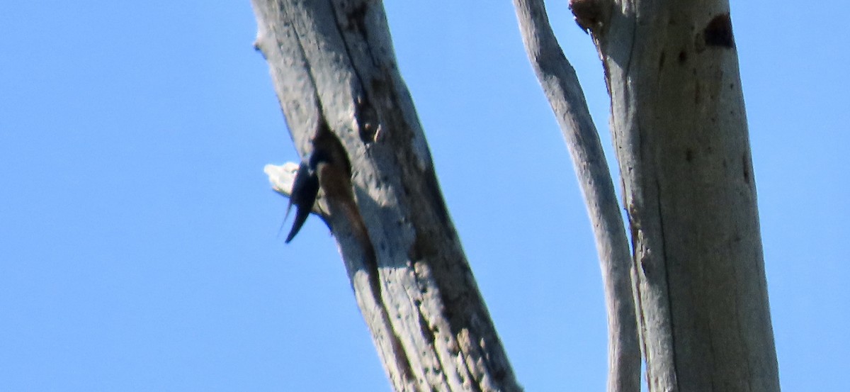 vlaštovka stromová - ML652627546