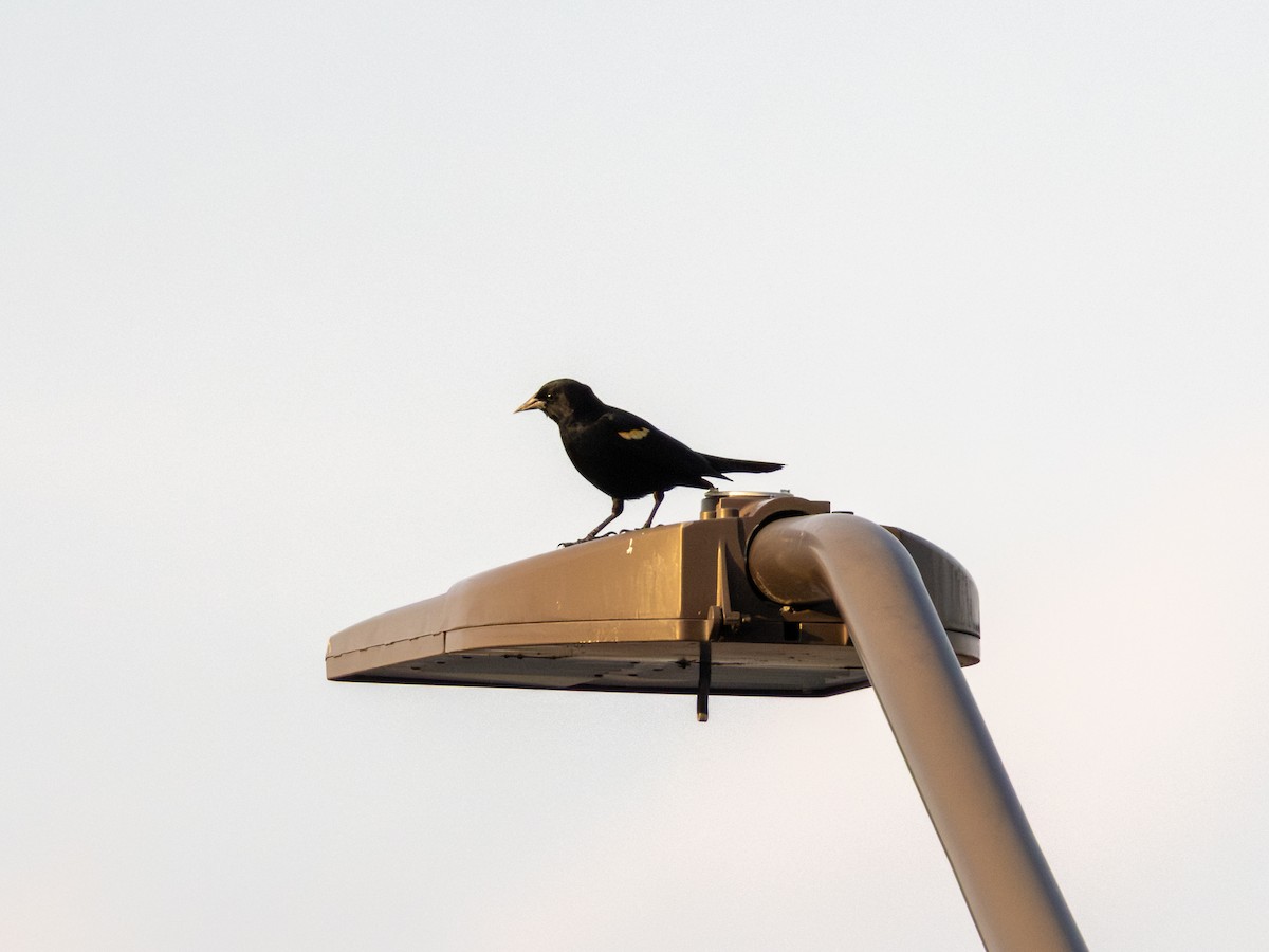 Red-winged Blackbird - ML652627619