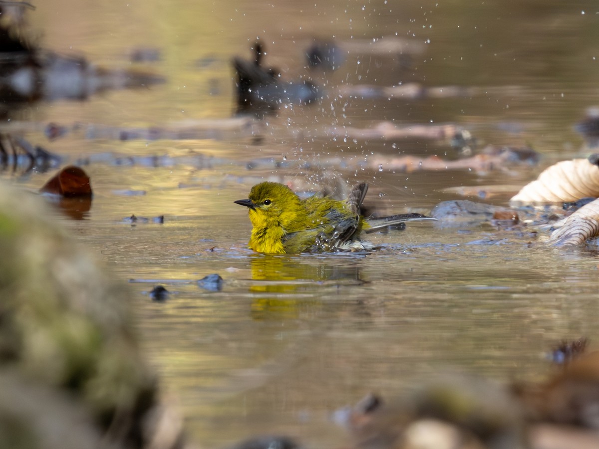 Pine Warbler - ML652627719