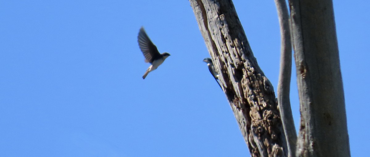 vlaštovka stromová - ML652628010