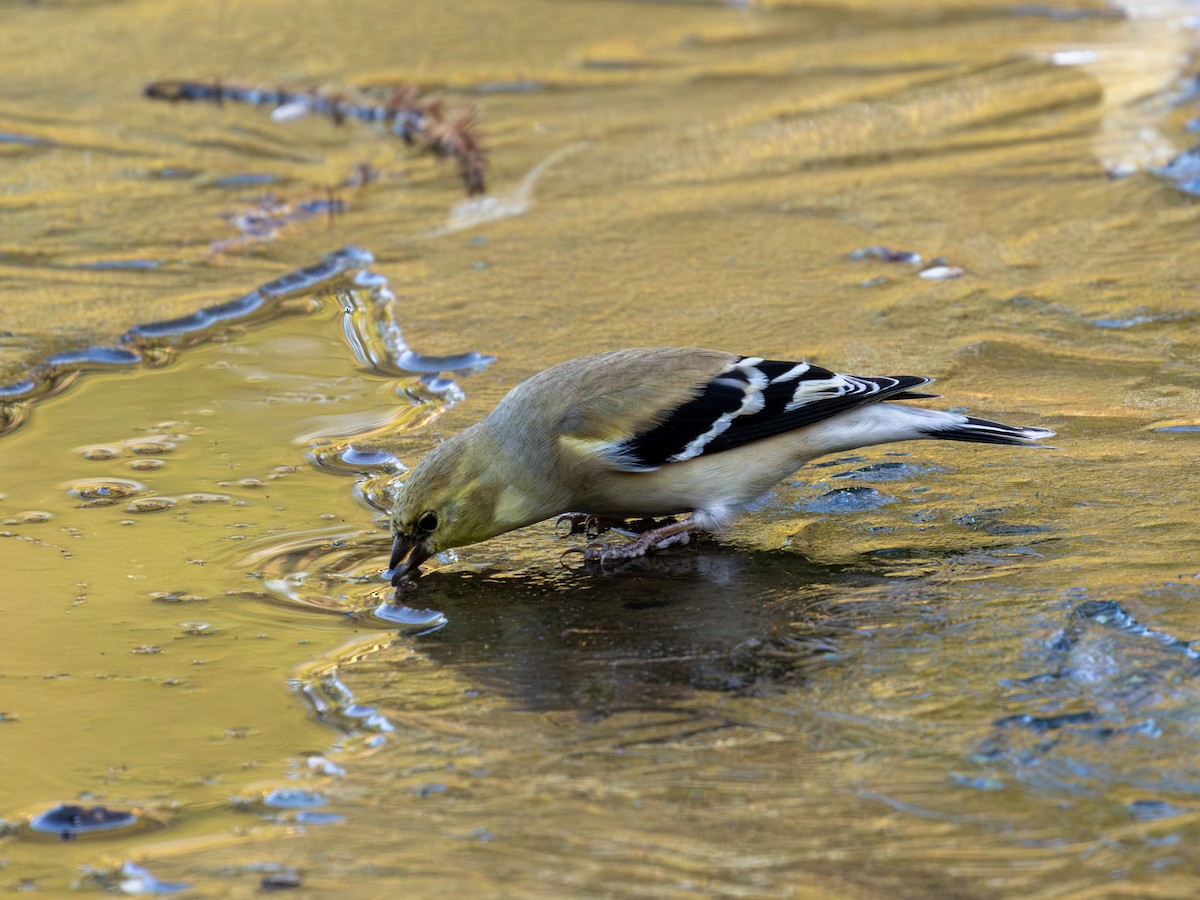 American Goldfinch - ML652628105