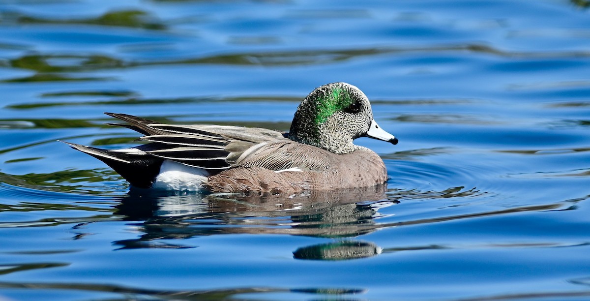 American Wigeon - ML652628188