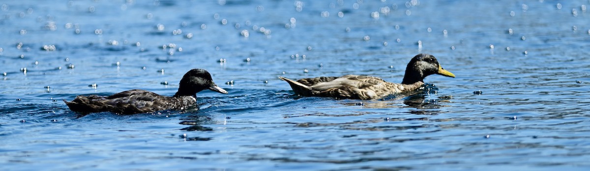 Mallard (Domestic type) - ML652628195