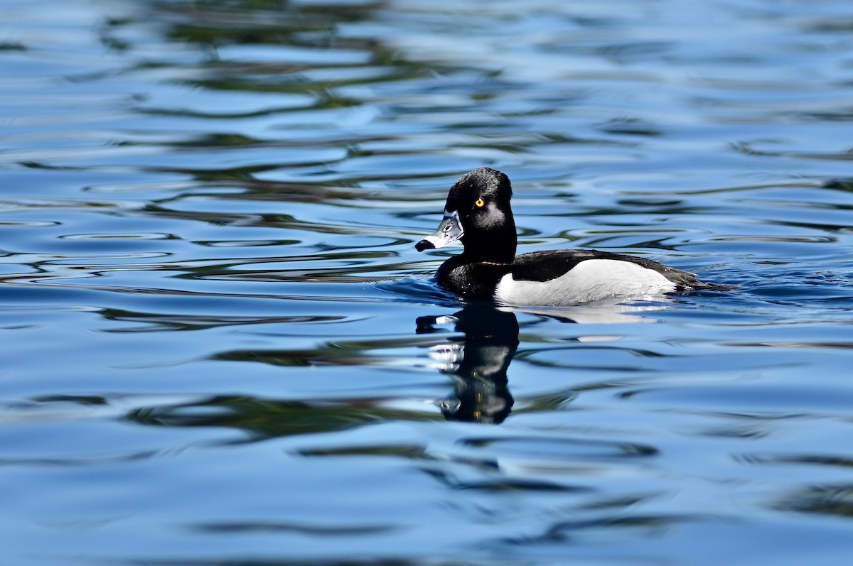 Ring-necked Duck - ML652628345