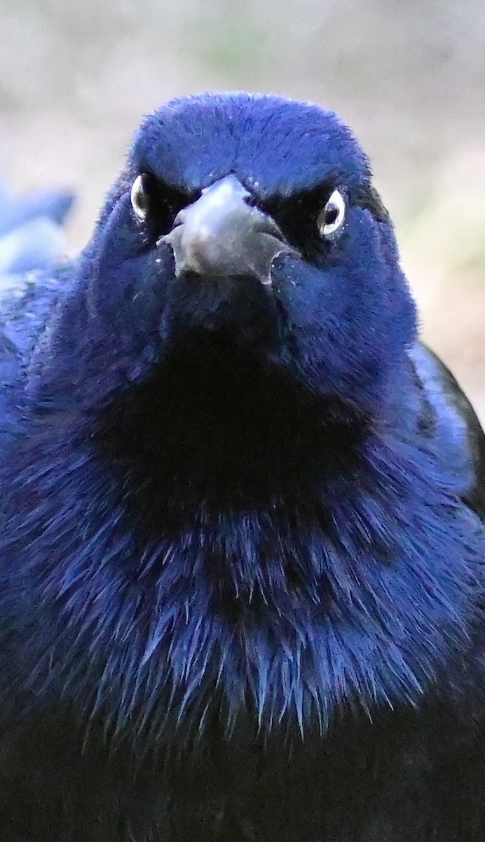 Great-tailed Grackle - ML652628359