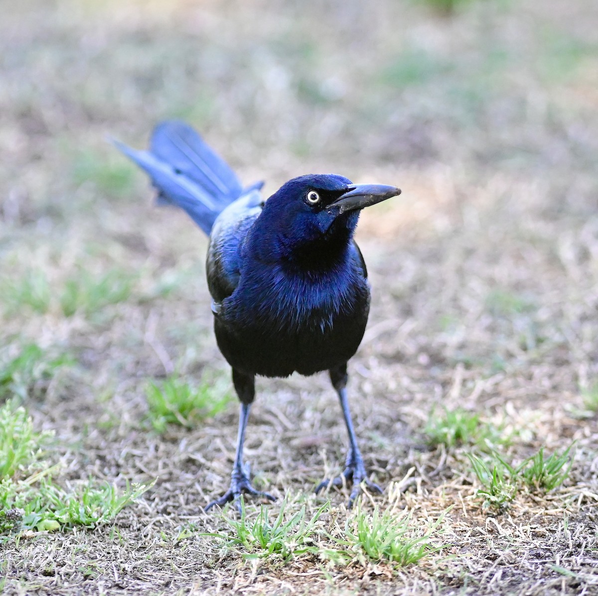 Great-tailed Grackle - ML652628361