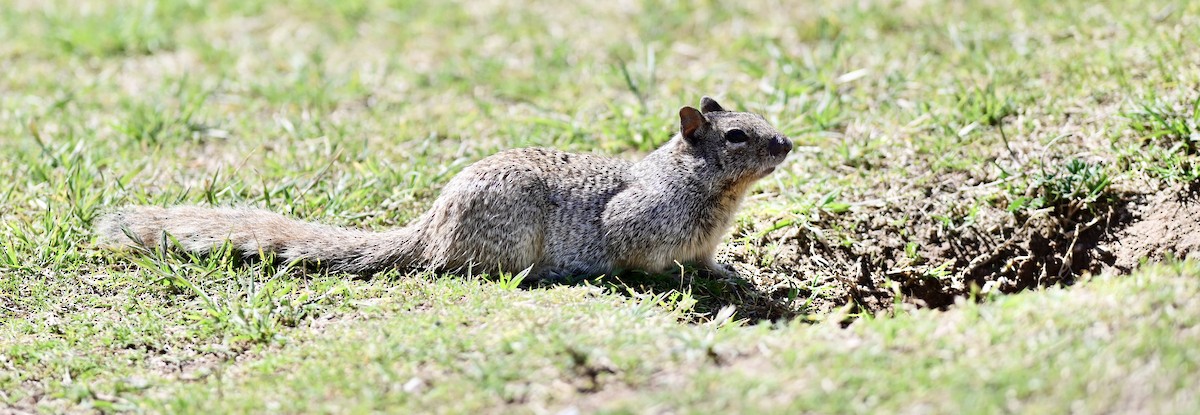 Rock Squirrel - ML652628375