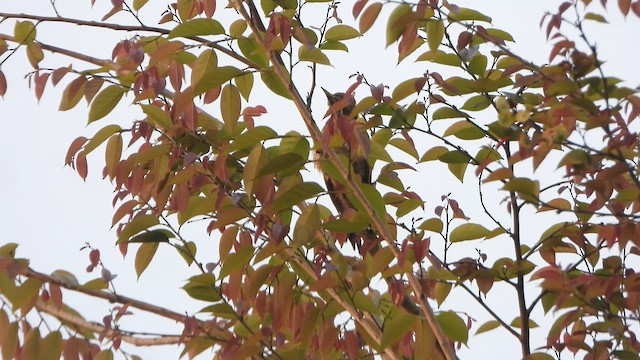 Küçük Sarıense - ML652628385