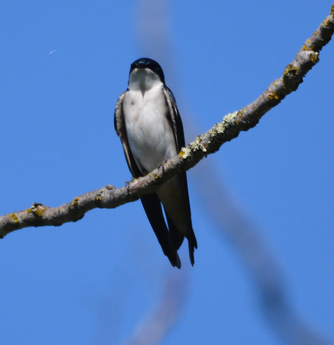 vlaštovka stromová - ML652628433