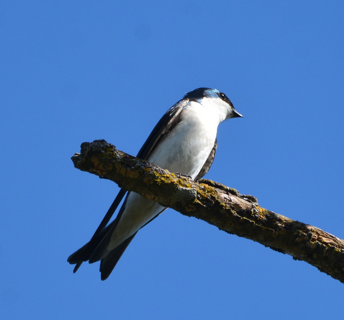 vlaštovka stromová - ML652628434